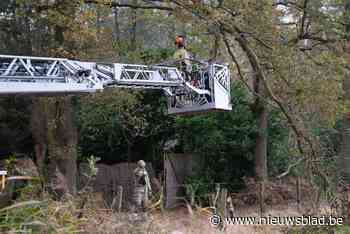 Trucker rijdt tak af, brandweer komt gevaarte uit elektriciteitskabels halen