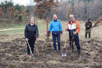 Landkreis Neu-Ulm pflanzt in zwei Jahren 24 000 Bäume für den Klimaschutz