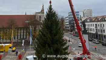 Der Weihnachtsbaum steht jetzt auf dem Neu-Ulmer Rathausplatz