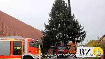 Calbechter Weihnachtsbaum reist mit Sondergenehmigung