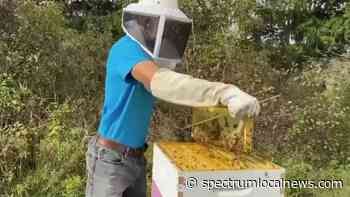 East Aurora beekeeper works to save bees in winter, educate the public - Spectrum News