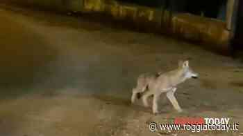 Cucciolo di lupo spaesato nelle stradine di San Marco in Lamis: il video diventa virale. Il sindaco: "Non spaventatelo" - FoggiaToday