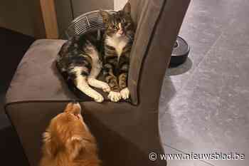 Beschoten kater Momo is weer thuis: “Hij eet en speelt goed”