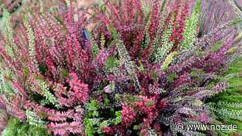 Standort und Pflege: Wie Heidekraut den Winter über leuchtet - noz.de - Neue Osnabrücker Zeitung