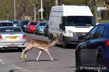 Roadkill rates have jumped as coronavirus travel restrictions forced millions of us to holiday at home - iNews