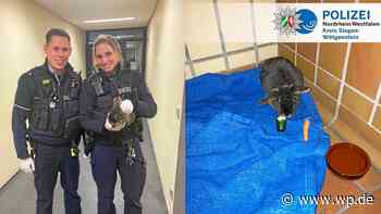 Siegen: Polizei nimmt Kaninchen in Gewahrsam - Westfalenpost