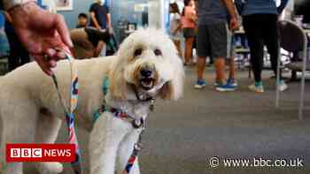 Ollie the comfort dog makes getting jabbed a little easier for California children