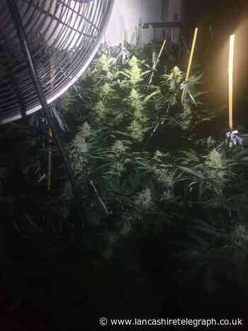 Darwen cannabis farm found and destroyed