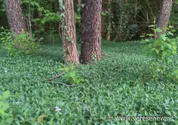 Le foto mostrano il bello della brughiera di Gallarate, prima che arrivino le ruspe - varesenews.it