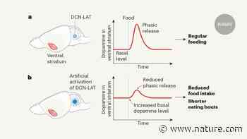 Cerebellar neurons that curb food consumption - Nature.com