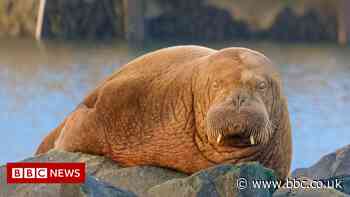 Seahouses walrus lured to Northumberland by food, say experts - BBC News