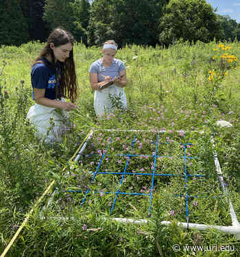 URI grad student conducts bumblebee survey of Rhode Island, discovers species not seen in decade - URI Today