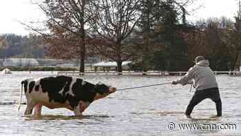Canadian farmers rescue cows from floods after month's worth of rain in two days