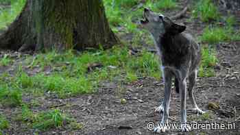 Opnieuw dode schapen in Wapse: 'We halen ze binnen, dit kan zo niet langer' - RTV Drenthe