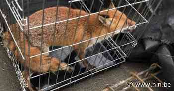 Brandweer moet vos van zes verdiepingen hoog gebouw halen - Het Laatste Nieuws