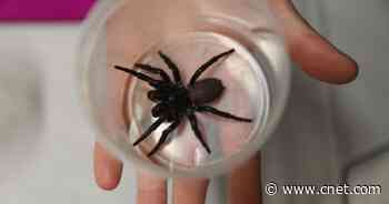 'Megaspider': This enormous funnel-web spider is as big as a tarantula     - CNET