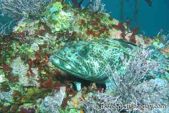 This carnivorous fish loses – and regrows – about 20 of its 500 needle-sharp teeth each day