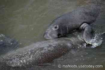 Florida surpasses grim milestone of 1,000 manatee deaths in 2021, starvation a large factor