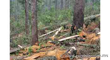 Narco controla tala ilegal de bosques en cuatro estados - Excélsior