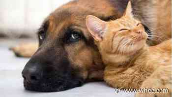 Local assemblyman holding blanket drive for animals