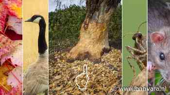 Van bever tot kleine wintervlinder | Nu in de natuur - Vroege Vogels - Zembla
