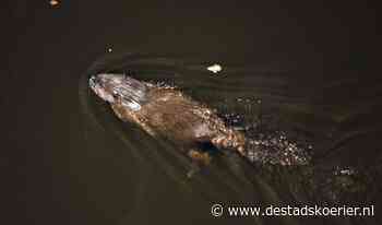 Bever zwemt in donker door de Hasseltse gracht - De Stadskoerier
