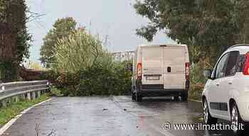 Maltempo a Napoli, crollano alberi a Lago Patria e a Quarto: illeso autista di furgone - Il Mattino