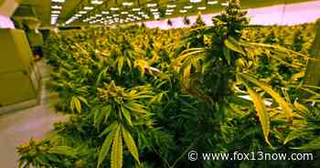 Lawmakers say medical cannabis should be treated like any other prescription drug in Utah - fox13now.com