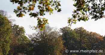 Legt Tierhasser im Raum Bexbach vergiftetes Futter aus? - Bexbach - Rheinpfalz.de