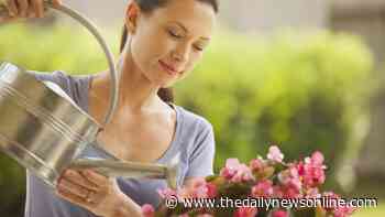 Master Gardener: A list of good presents for the gardener in your life - The Daily News Online