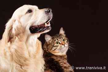 Spese per primo soccorso ad animali feriti: i dubbi di Maria Grazia Cinquepalmi - TraniViva