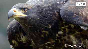 Ornithologie in Parchim: Bestand seltener und bedrohter Vogelarten wächst wieder | svz.de - svz.de