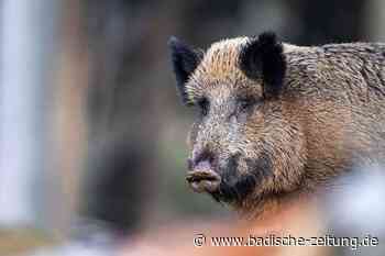 Wildunfall bei Kenzingen: Polizei sucht Unfallfahrerin - Kenzingen - Badische Zeitung - Badische Zeitung