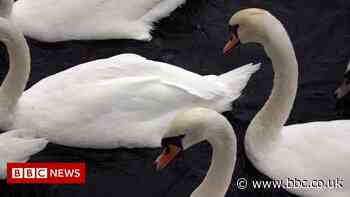 Blackpool swans die from suspected bird flu