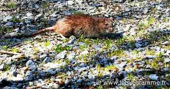 Saint-Brieuc - Dans le quartier de Robien à Saint-Brieuc, la présence de rats inquiète - Le Télégramme
