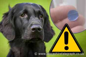 Warning to UK dog owners over thieves as stickers appear on homes
