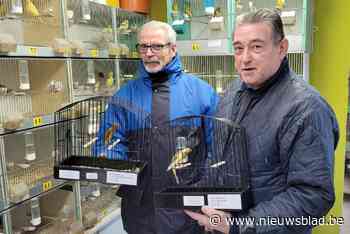 Guido is het kampioen spelen met zijn kanaries niet verleerd