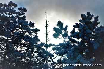 Hopefulness during the metamorphosis | Bancroft this Week - Bancroft This Week