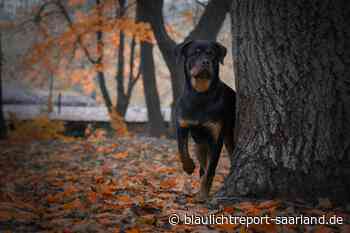 Rottweiler attackiert 76-jährige in Neunkirchen – Blaulichtreport-Saarland.de - Blaulichtreport-Saarland