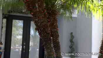 Homeowner Faces Possible Fines for Putting Up Christmas Lights Before Thanksgiving