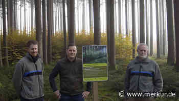 Waldumbau in Mindelheim: So sieht der Wald der Zukunft aus - Merkur Online