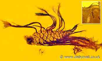 First fossilized evidence of a pine cone sprouting seeds is found in 40-million-year-old amber