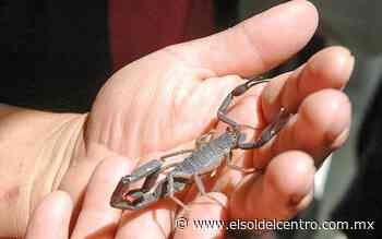 Calvillo, el municipio con más reportes por picaduras de alacrán - El Sol del Centro