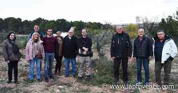 Ventabren : la nouvelle oliveraie sort enfin de terre - La Provence