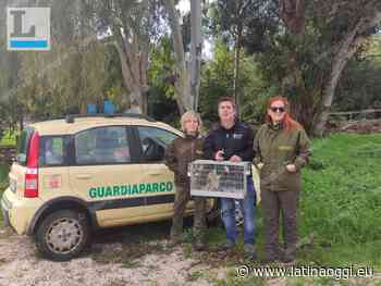 Volatili detenuti in modo illecito, scatta il sequestro - latinaoggi.eu