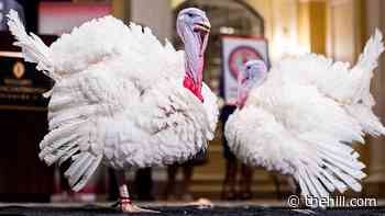 Peanut Butter and Jelly make debut ahead of White House turkey pardon