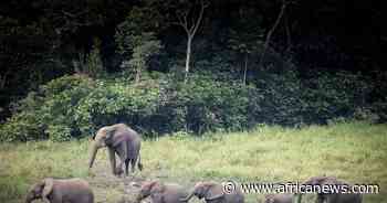 Why Africa's forest elephants thrive in Gabon - Africanews English