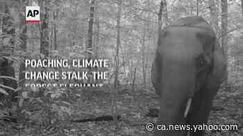 Poaching, climate change stalk the forest elephant - Yahoo News Canada