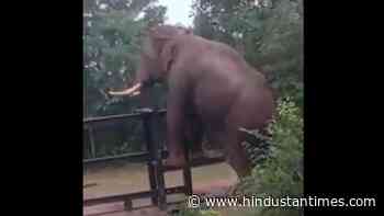 Elephant climbs over iron fence in forest, video goes viral on Twitter - Hindustan Times