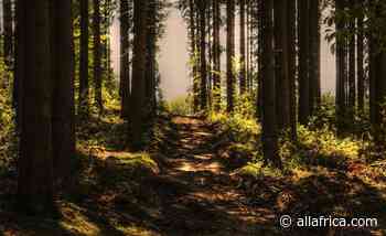 Uganda: NFA Lists Three Strategies to Revamp Forest Cover - AllAfrica - Top Africa News